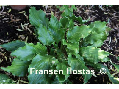 Hosta 